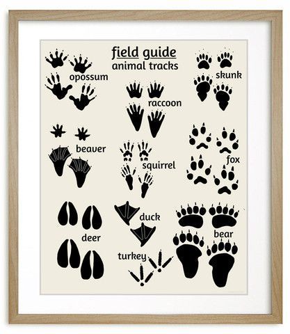 Field Guide Nursery Art – Animal Tracks art print features wooodland animal footprints, deer, bear, skunk, fox and more. Woodland