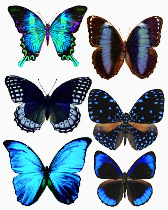 Forums / Images & Graphics / Butterflies – Swirlydoos Monthly Scrapbook Kit Club