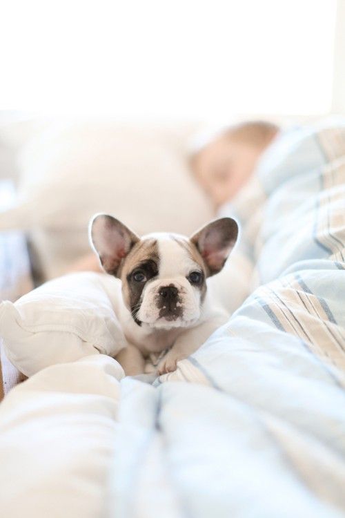 French bulldog. Want. Now.