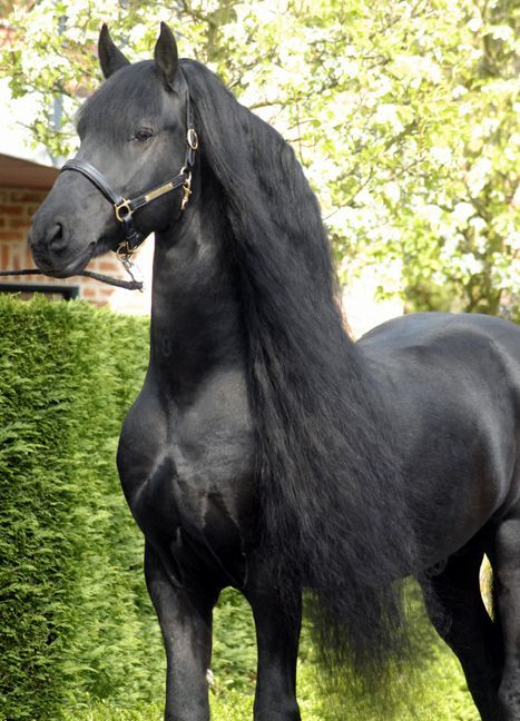 Friesian Stallions in Holland