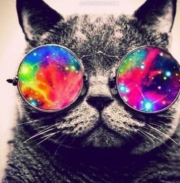 Hippie Cat Pictures, Photos, and Images for Facebook, Tumblr, Pinterest, and Twitter