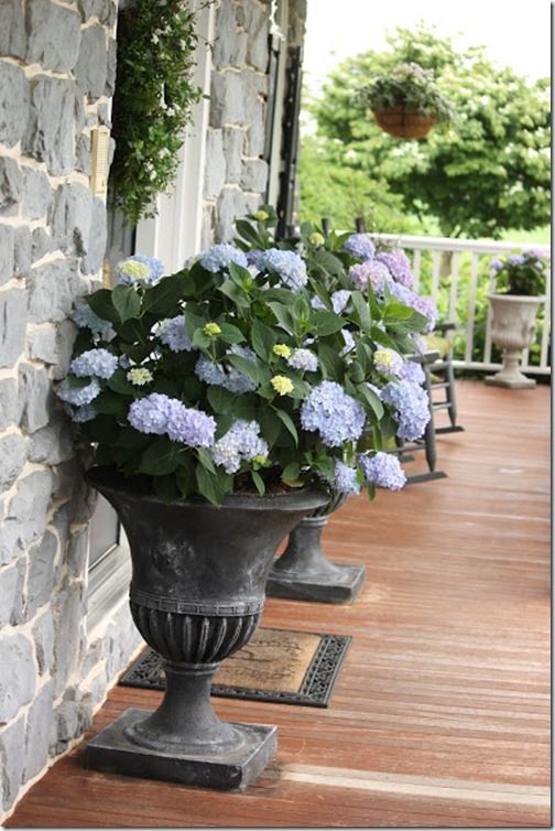hydrangeas by front door, and in large pots at rear patio. Put them in late spring