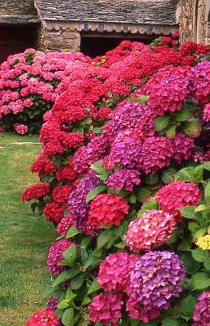 Hydrangeas — Did you know changing aluminum in the soil changes the color of the hydrangea?