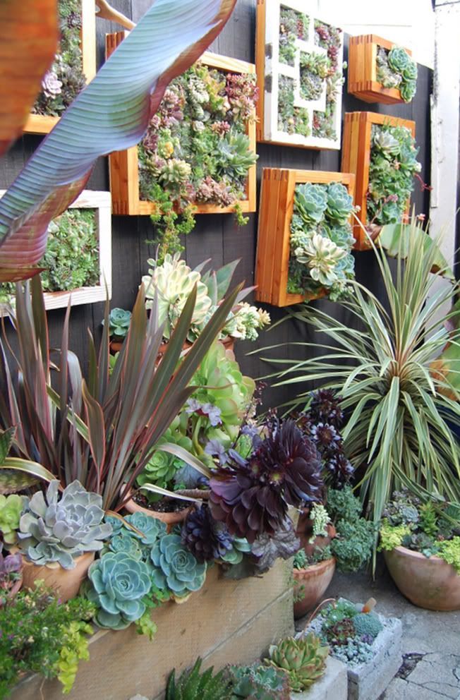 I love succulents and cannot wait to try and see how they do in our climate. small space vertical garden wall–love the vertical