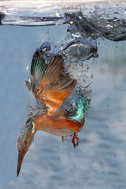 Kingfisher…