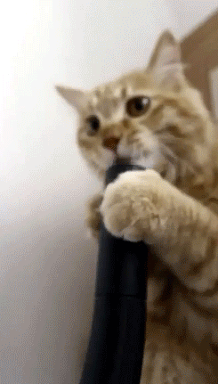 Kissing is complicated. | 33 Animal GIFs That Are Guaranteed To Make You Laugh