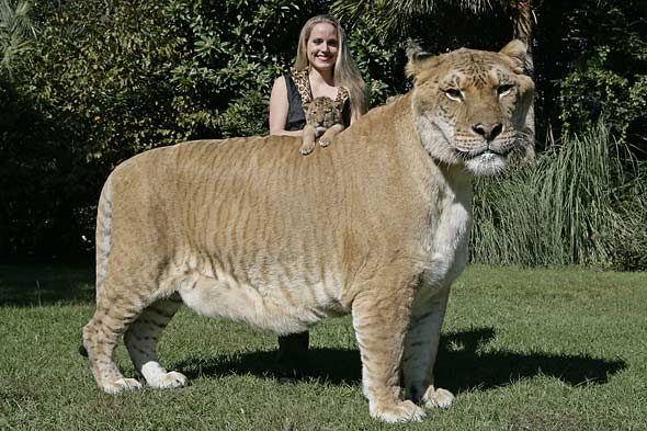 Liger – rare animal. How cool I had never heard of these before, although the boys camp up the road from my old house had zedonks!