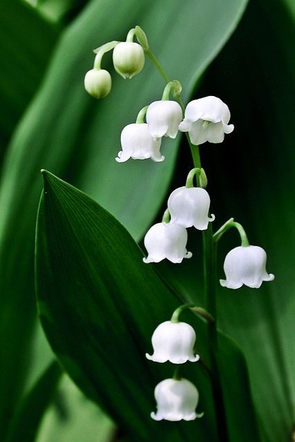 Lily-of-the Valley! My favorite flower! Scrumptiously fragrant, tiny and delicate (unlike me!) and tres cher (very expensive) to