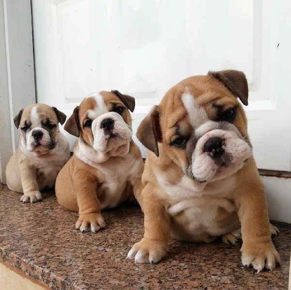 Lineups: | This Instagram Account (Full Of Bulldog Puppies) Will Revolutionize Your Life