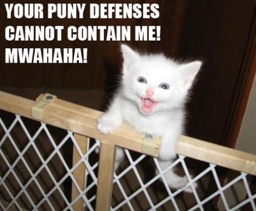 lol..you cant help but chuckle at cute cat videos with funny sayings on them