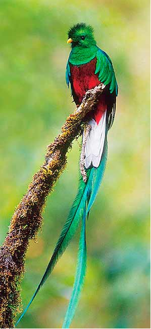Love this,  Quetzalcoati, national bird of Guatemala