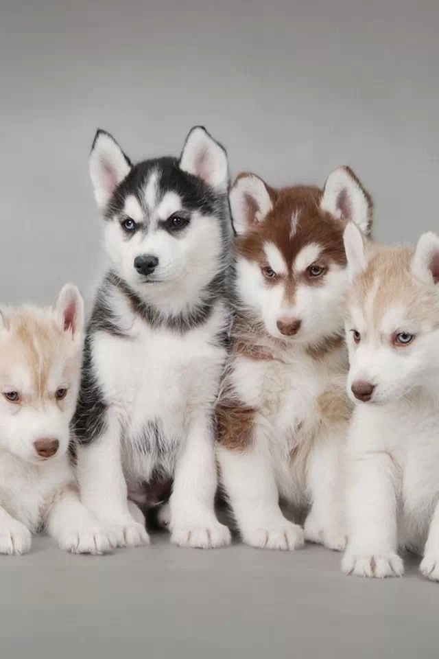 Multi-color huskies.   If you want to see the full image, it is on the siberescue website.