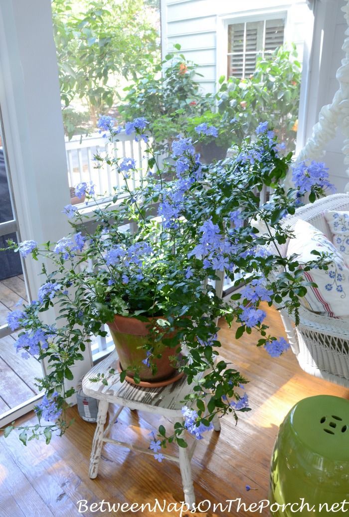 Overwintered this Plumbago in the garage this past winter. It made it and is blooming up a storm here on the porch.