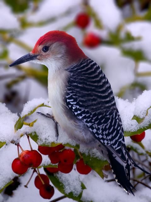 Red Bellied Woodpecker. When seen at my feeder the bird was so fluffed up, I had a hard time finding it in a bird book!!