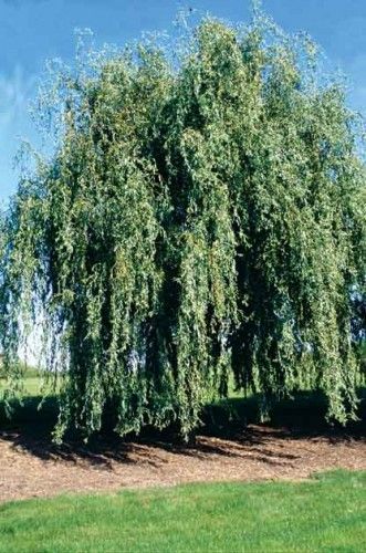 RIVER BIRCH – looking to add shade or privacy, here are our recommendations for fast growing trees.