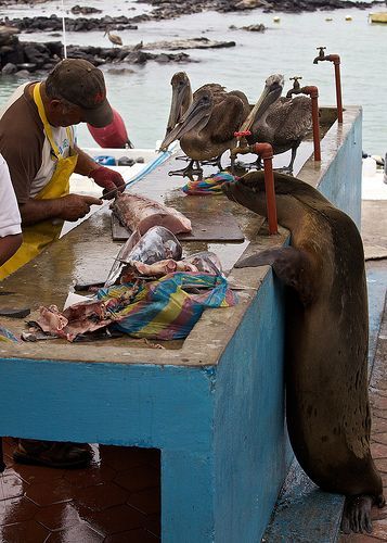 Santa Cruz, Galapagos Islands, A Sea Lion and Brown Pelicans eyeball fish at the fish market