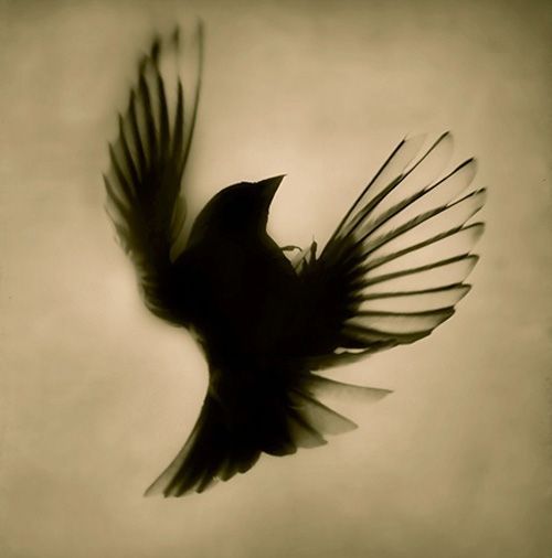 sparrow silhouette tattoo – the song “two sparrows in a hurricane, trying to find their way…” Meaning me and billy
