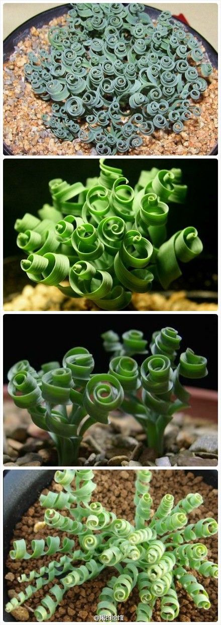 Spiral Grass: Known for its beautiful, spiral leaves, Moraea tortilis makes an excellent ornamental houseplant grown in pots or