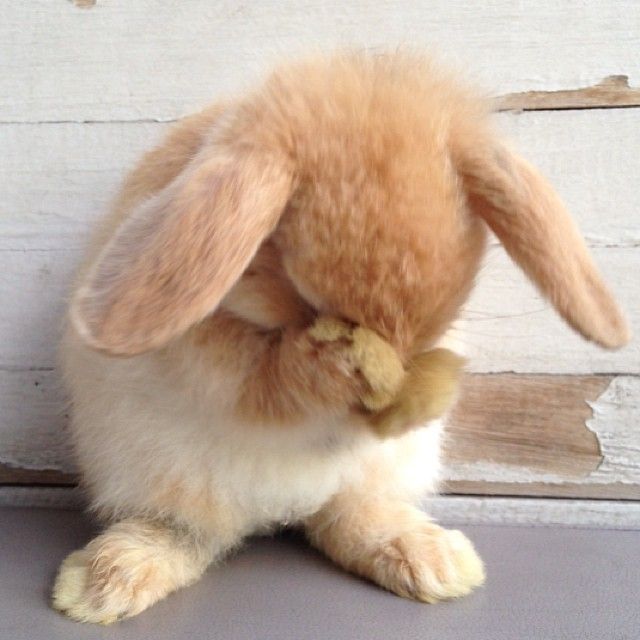 sweety rabbit