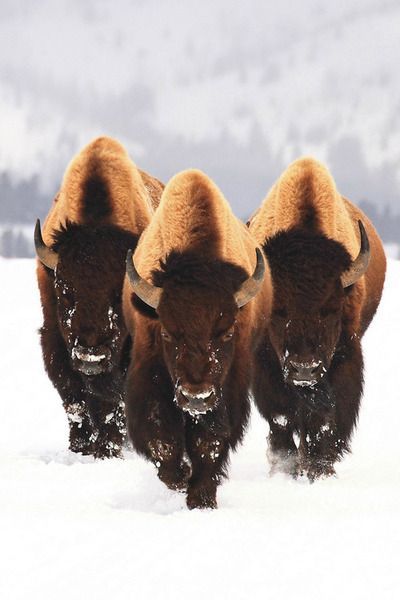 The bison/buffalo was hunted to near extinction in the U.S. by hunters and ranchers in the 1800s. The icon of the West is making a