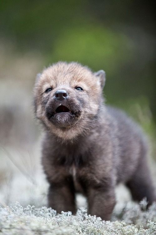 the cutest wolf on earth!