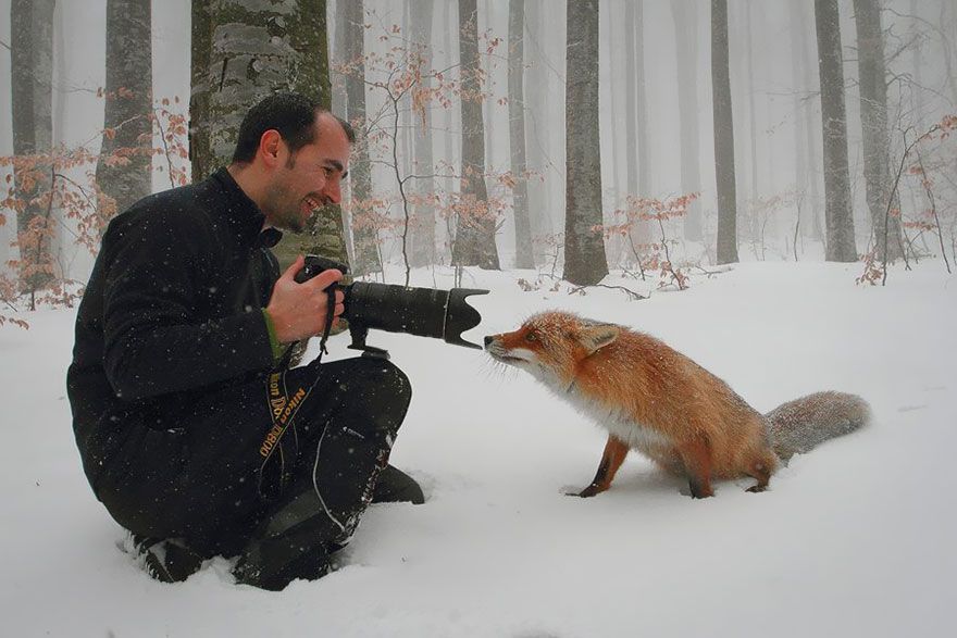 These 22 Photos Will Make You Fall In Love With Foxes | Bored Panda Look at the this!!! SO CUTE ^^