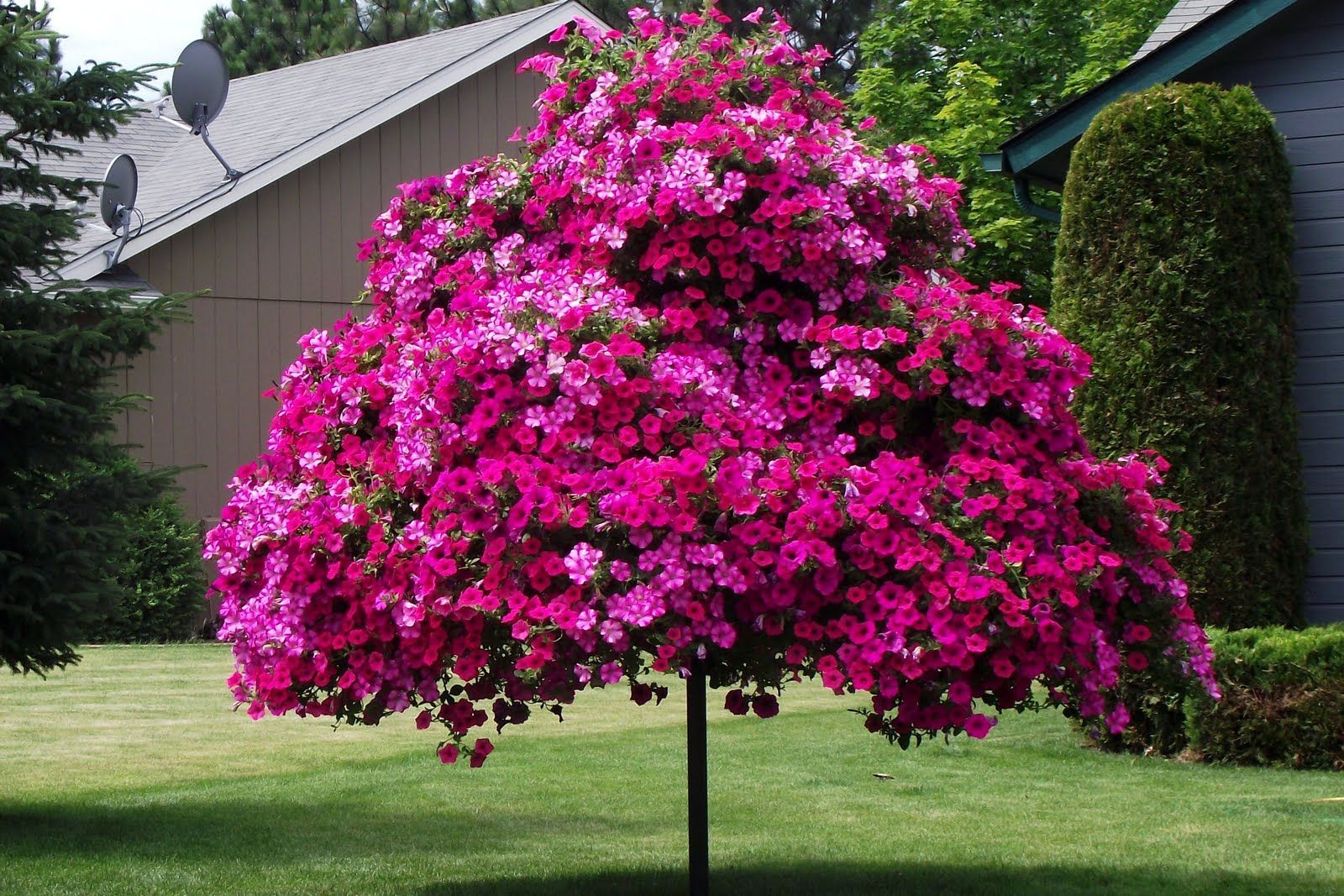 This petunia tree was made with steel poles and pots to create the illusion of a standard form petunia
