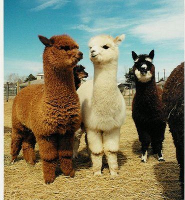“U hear that?”  “Whut?”  “They think were llamas!”  “LOL!  Really?”  “Yah!  Hey lets just stand here like we are llamas and theyll