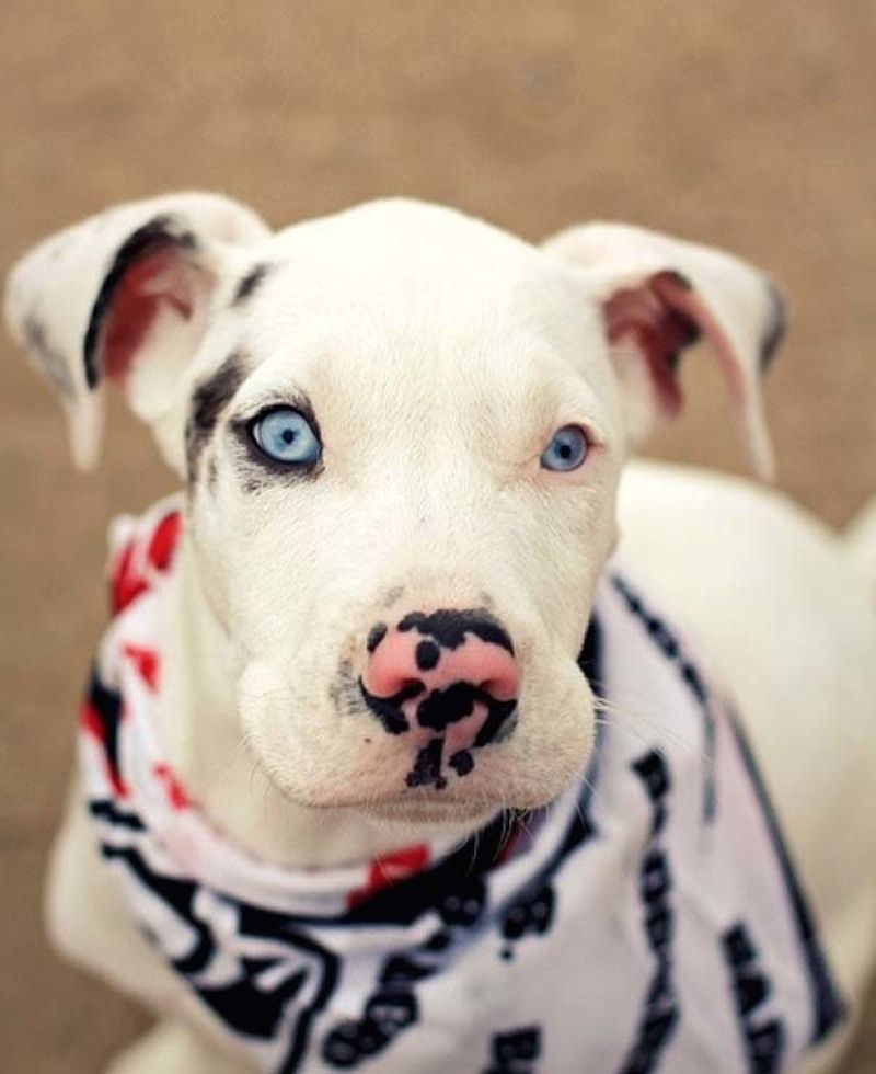 Unusual markings make for adorable dogs, check out these 19 surprisingly beautiful canine coats!