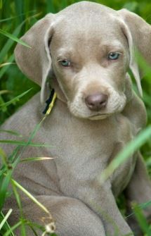 Weimaraner…they are the sweetest big dogs youll ever meet! they have a TON of energy though lol