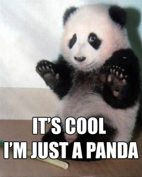 Who doesn’t love pandas?