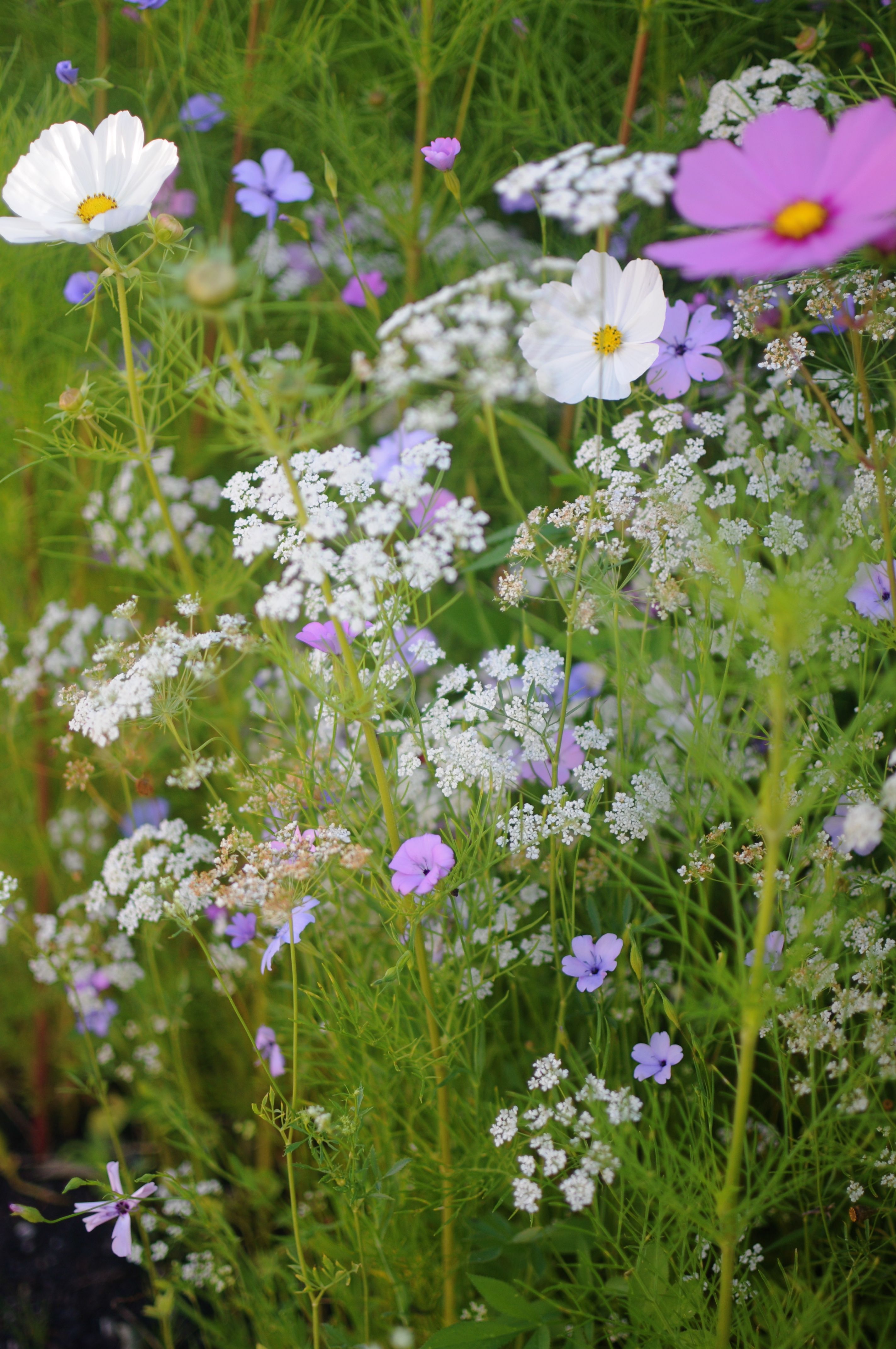 Wildflowers: Cosmos, Queen Annes lace and corn cockle.