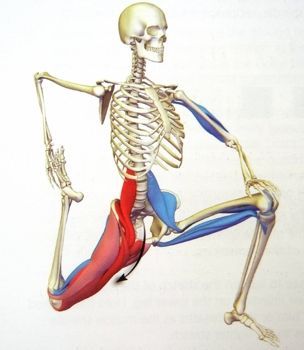 You can see here how the muscles from your legs attach to your lower spine. If they are tight and short, they pull on your spine
