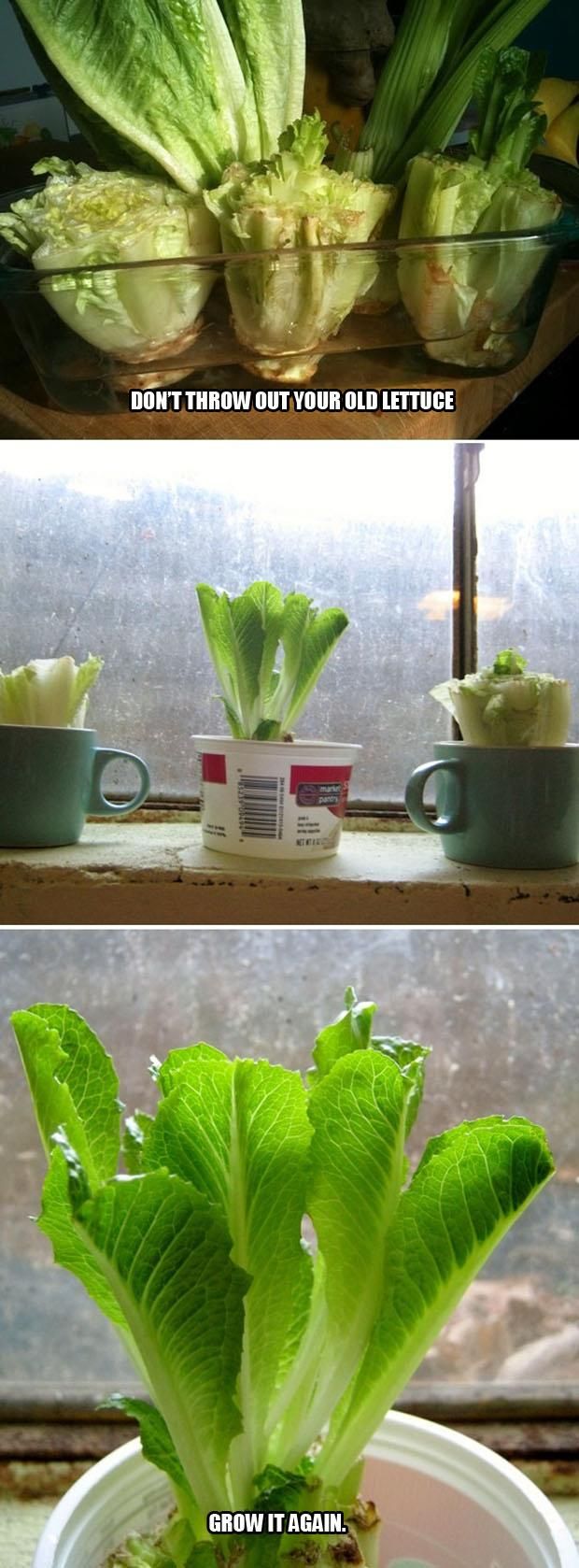 How to regrow lettuce -   Amazingly simple but genius ideas to use and reuse stuff