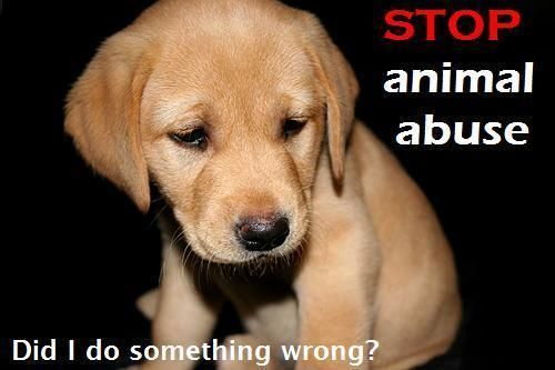 Animal abuse.