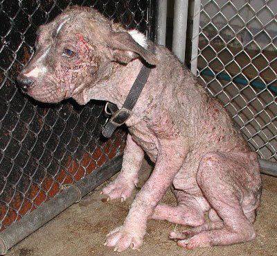 animal cruelty -   Animal abuse.