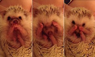 Awwwww baby headgehog :)