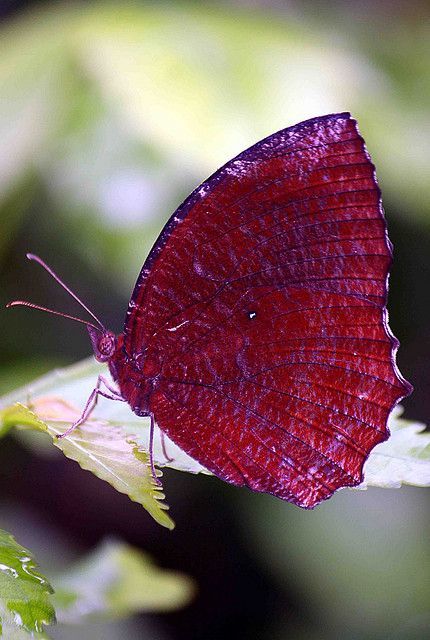 Butterfly In Tangerang, Indonesia