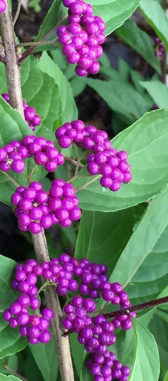 Callicarpa dichotoma Early Amethyst Commonly known as the Beautyberry Bush. A must have shrub in the garden. Easy to grow with