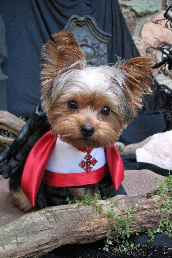 Count Dracula never looked so cute.