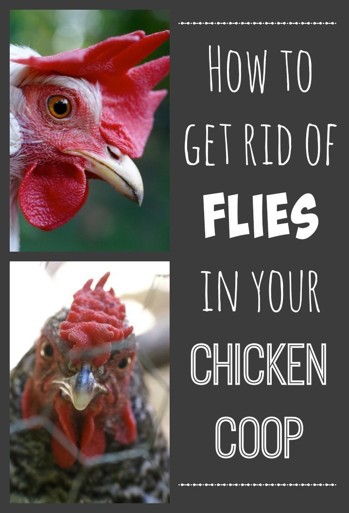 Flies in the chicken coop are a common problem. We found two easy and cheap solutions to get rid of them for good.