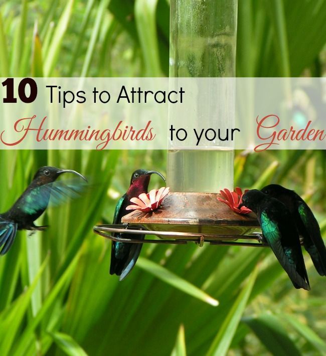Follow these 10 tips to attract hummingbirds to your garden and this will be the best hummingbird season yet.