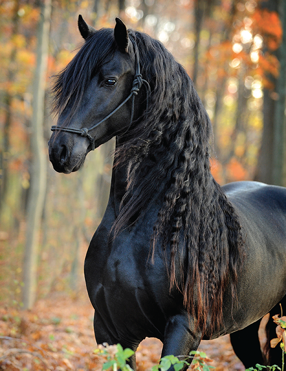 Friesian. The breed Ive dreamed of owning and riding since I was a little girl.