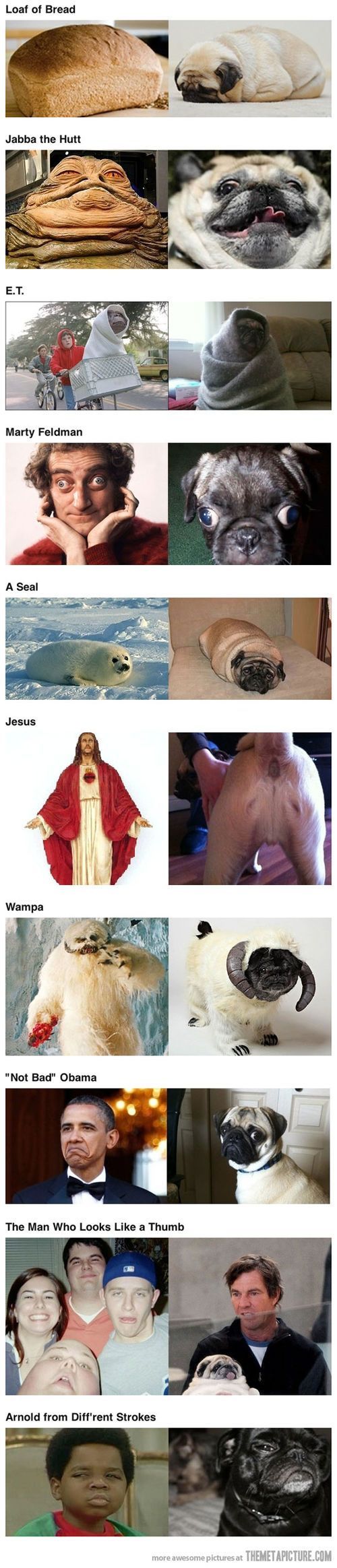 funny pug dogs look alikes. This is why I love pugs- so versatile.