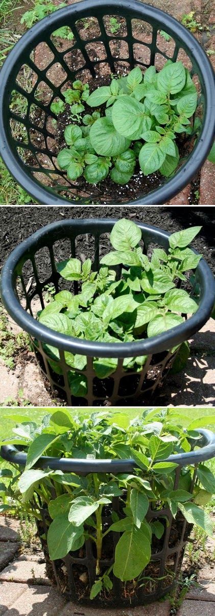 Growing potatoes in a laundry basket