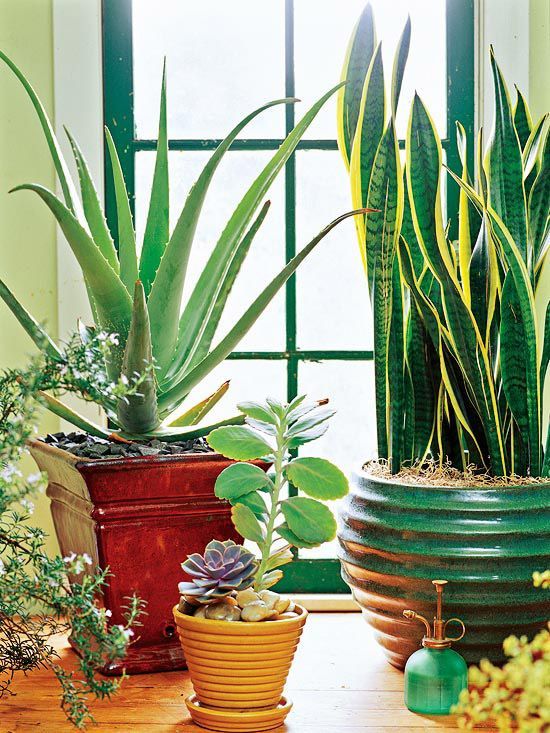 Houseplants for the Forgetful Gardener Love houseplants but often forget to water them? If so, heres a collection of great indoor