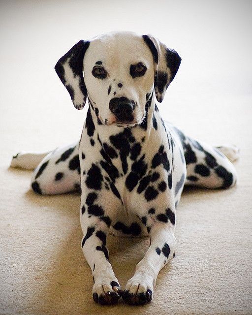 I had a dalmation that was handsome just like this one, but kind of grumpy. I had another dalmation who was liver spotted and he