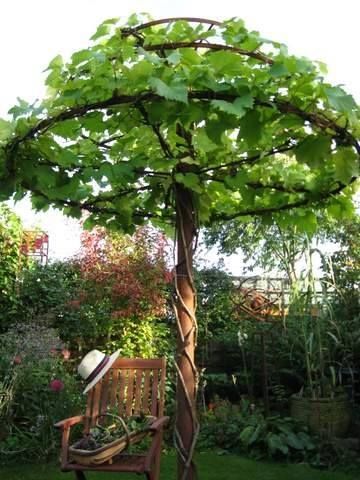 I have wanted one of these umbrella trained trees and vines since I first saw them years ago
