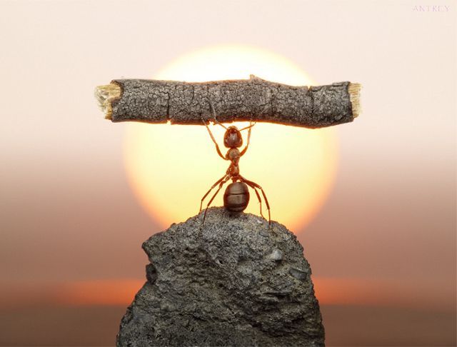 I´ve got the power! – Great ants photographs
