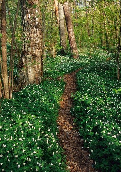 just magical. wood anemone / finland… I want to run there